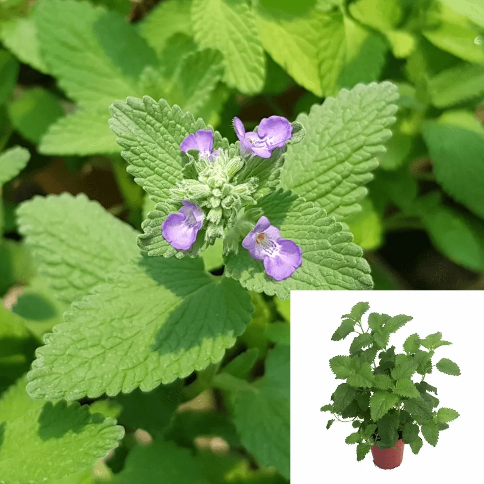 Catnip Nepeta Cataria Herbdbal Catmint Purple 1 Gallon Catswort Catwort Live Plant Ht7 Best