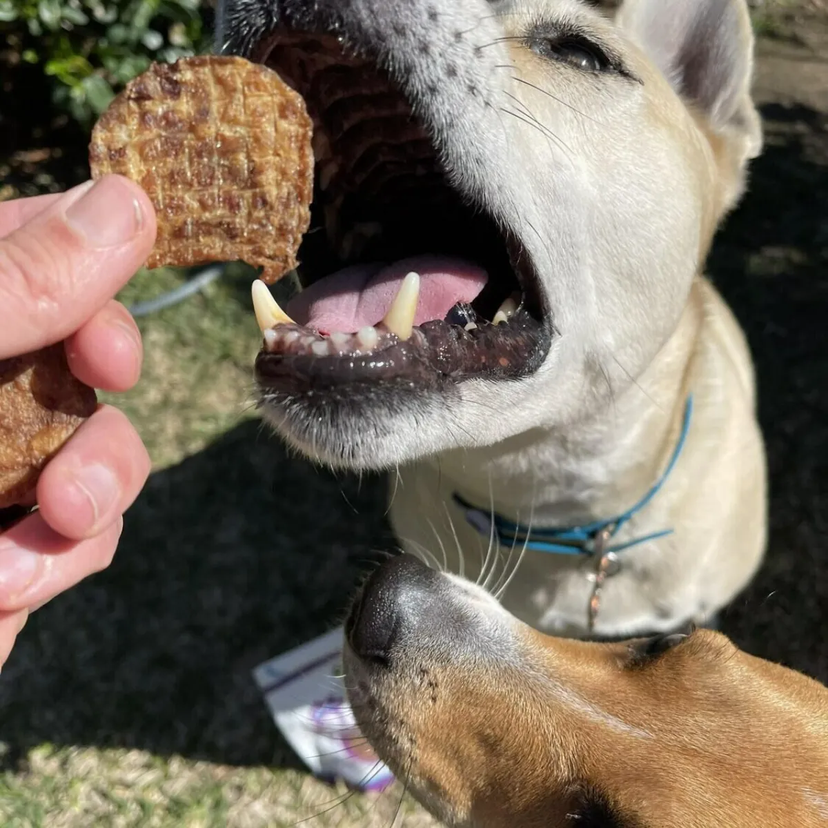 Green Coast Chicken Crisps Dry Dog Treats 4oz