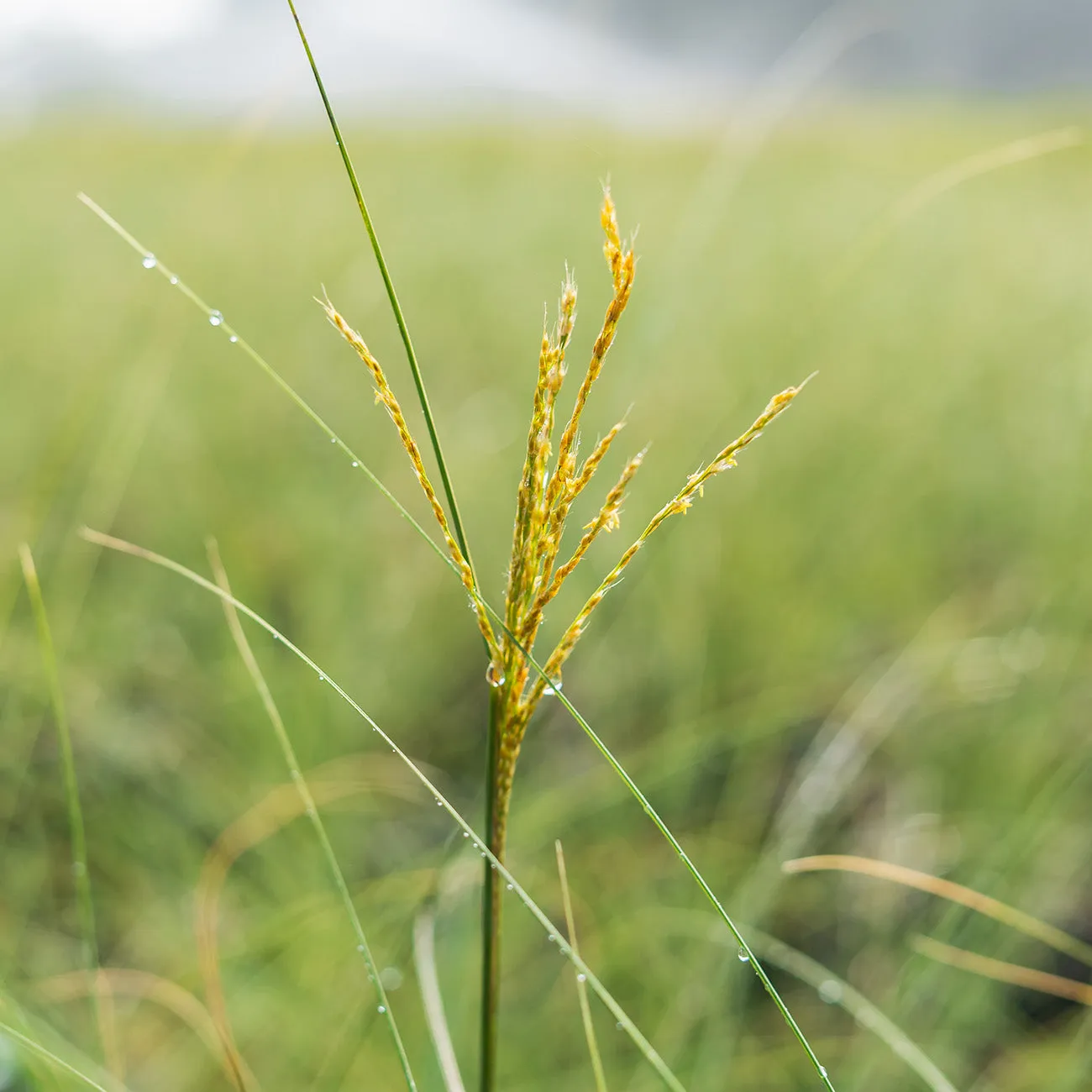 Miscanthus Morning Light Grass